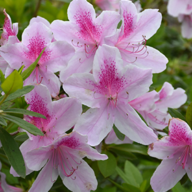 George Lindley Taber Azalea (Rhododendron 'George Lindley Taber') in  Lafayette, Louisiana (LA) at All Seasons Nursery