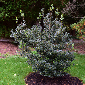 Plant Photo 5