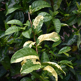 Tea scale causes yellow spots on camellia leaves…Crawlers hatching now –  EcoIPM