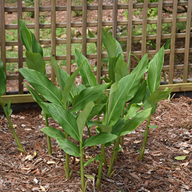 White Ginger Lily Hedychium Coronarium In Lafayette Louisiana La At All Seasons Nursery