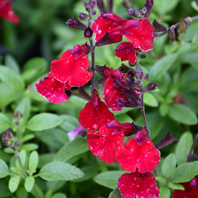 Mirage Cherry Red Autumn Sage Salvia Greggii Balmircher In Lafayette Louisiana La At All Seasons Nursery