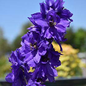 Dried Dark Blue Larkspur Flowers For Sale, Dried Delphinium