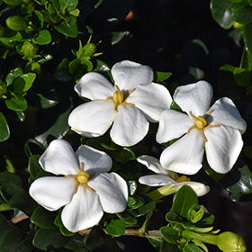 Little Daisy Gardenia (Gardenia augusta 'RLH-GA1') in Lafayette, Louisiana ( LA) at All Seasons Nursery