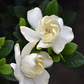 Buttons Gardenia (Gardenia jasminoides 'Buttons') in Lafayette, Louisiana ( LA) at All Seasons Nursery