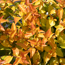 Plant Photo 4