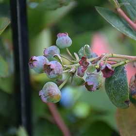 Plant Photo 6