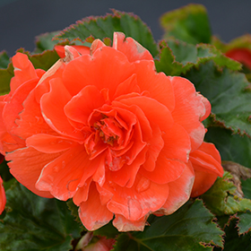 Plant Photo 7