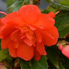 Plant Photo 8