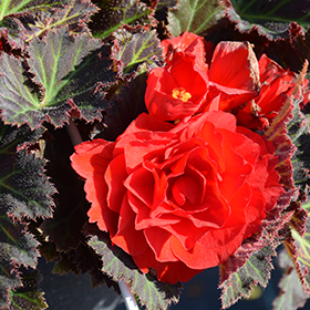 Plant Photo 8