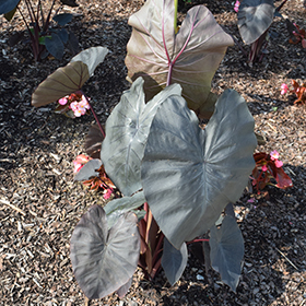 Plant Photo 4