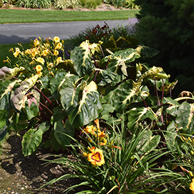 Plant Photo 9