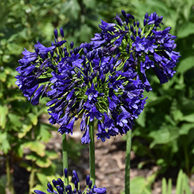 Plant Photo 9