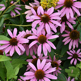 Plant Photo 10