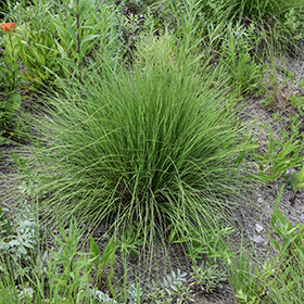Plant Photo 3