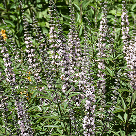 Plant Photo 10